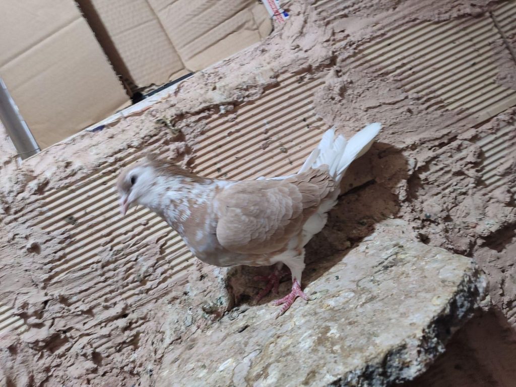 کبوتر ساده افشون کاکالی