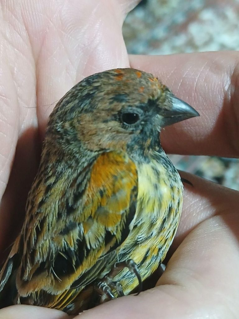 گلبسر سهره و قناری