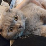 گربه نژاد اسکاتیش فولد