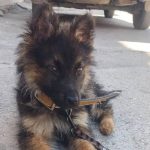 سگ ژرمن شولاین