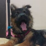 سگ ژرمن شولاین