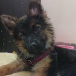 سگ ژرمن شولاین