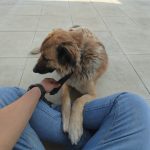 واگذاری سگ ماده – اسکای (میکس هاسکی و بومی) رایگان