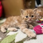 بچه گربه پرشین و سوپر فلت