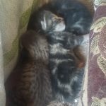 گربه  واگذاری