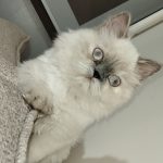 گربه پرشین فلت نر و ماده