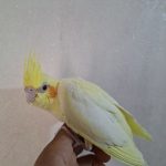 جوجه عروس هلندی ومولد