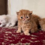 بچه گربه پرشین و سوپر فلت