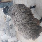 گوسفند زنده با قیمت خوب با همراه قصاب