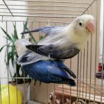 طوطی برزیلی مولد و جوجه کتوله