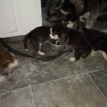 توله سگ هاسگی