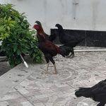مرغ و خروس لاری