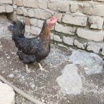 مرغ گلین کرچ و تخم مرغ گلین