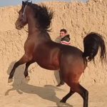 کره اسب ماده ترکی