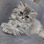 بچه گربه پرشین بلو