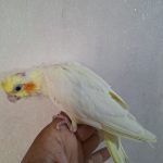 جوجه عروس هلندی ومولد