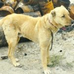 سگ درشت