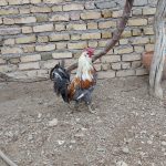 مرغ و خروس گلین اصیل