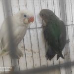 طوطی برزیلی سرلاکی،یووینگ،پاربلو،اوپلاین گرین،مارال