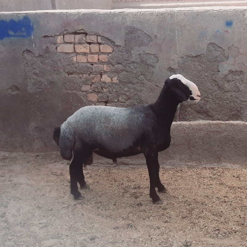 بره قوچ شالی