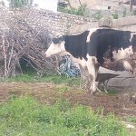 گاو شیری با گوساله ماده