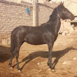 کره مادیان درهشور سیاه تک نشان ۱۰ماهه