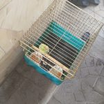طوطی‌ملنگو‌سخنگو