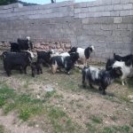 بز و کهره