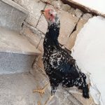مرغ و خروس لاری . فقط نقد