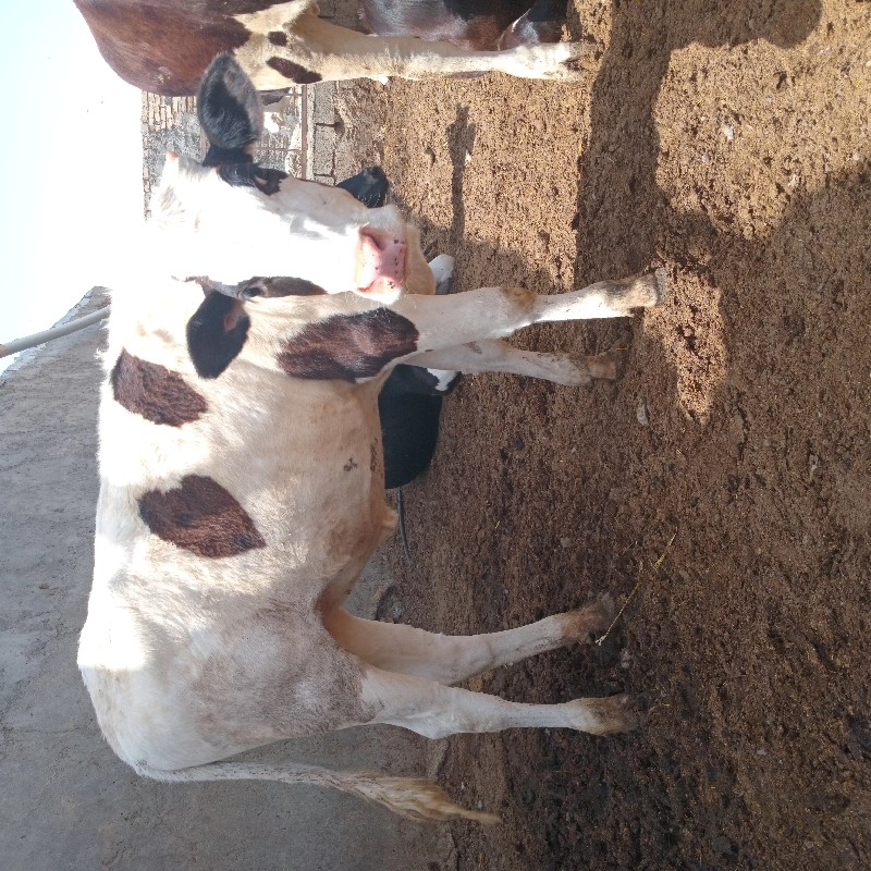 گوساله ماده