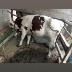 گاو شیری با گوساله ماده