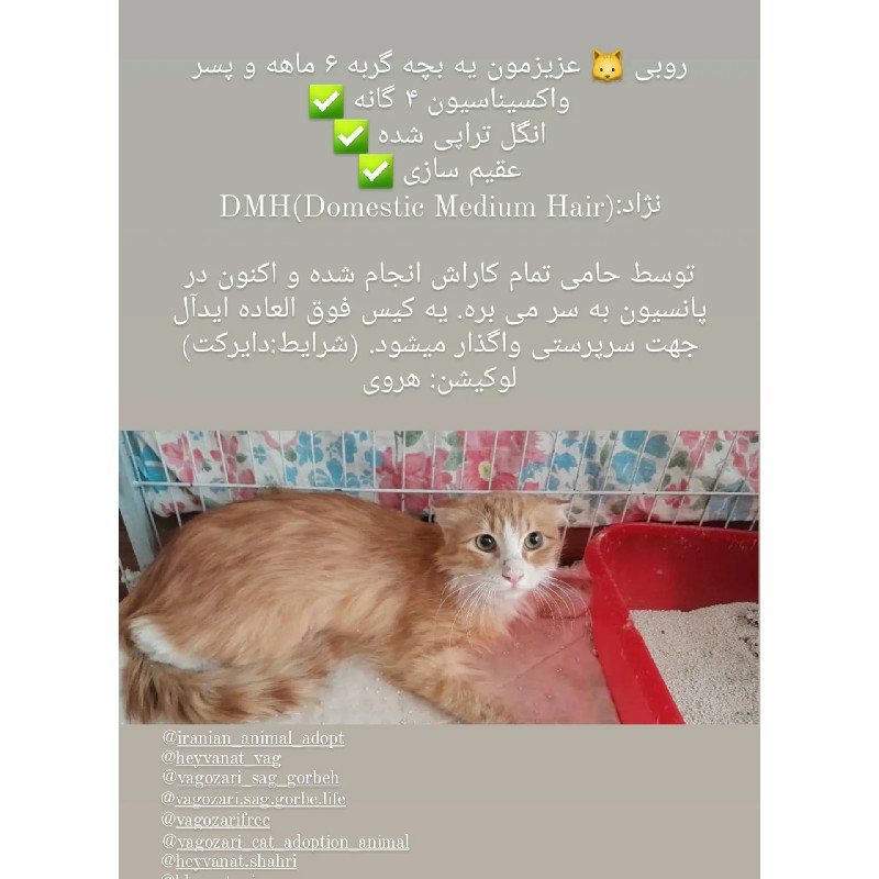 واگذاری بچه گربه روباهی