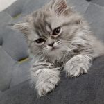 بچه گربه پرشین بلو