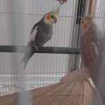 عروس هلندی مولد