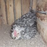 مرغ گلین کرچ و تخم مرغ گلین