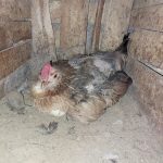 مرغ گلین کرچ و تخم مرغ گلین