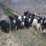 بز و کهره