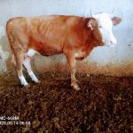 گاو سیمنتال شرابی باگوساله