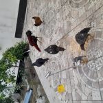 مرغ و خروس لاری