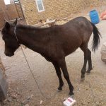 اسب 12ماهه داره میره تو یک سال