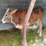 گاو (گوساله )