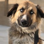 واگذاری سگ ماده – اسکای (میکس هاسکی و بومی) رایگان