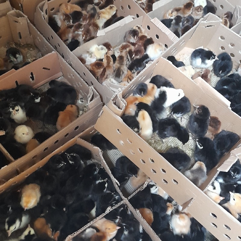جوجه گلپایگانی