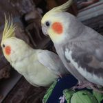 عروس هلندی نروماده سخنگو