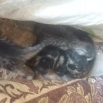 گربه  واگذاری