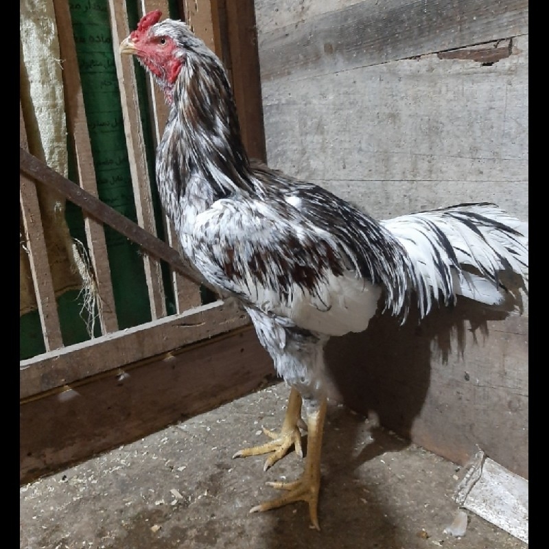 خروس لاری