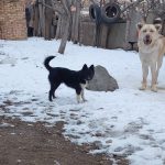 سگ ژرمن و پاکوتاه