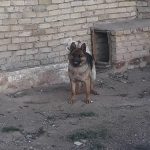 سگ ژرمن و پاکوتاه