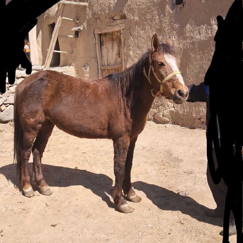 اسب مادیان