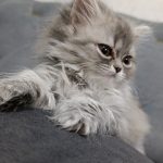بچه گربه پرشین بلو